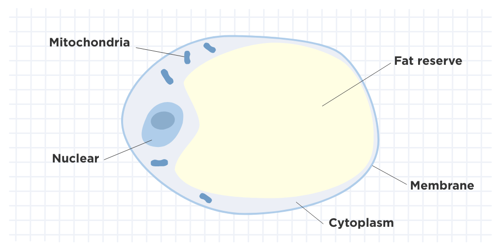 An Adipocyte or body fat cell
