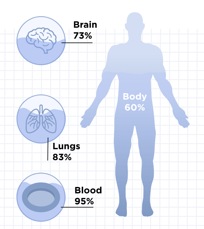 Body water repartition with lung, blood and brain water levels.
