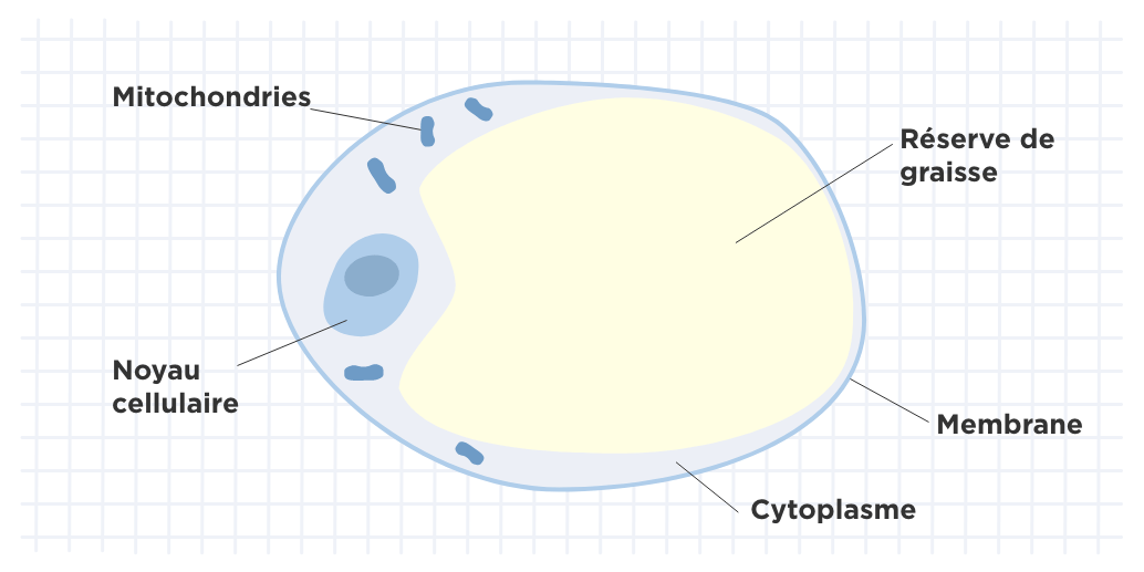 Une cellule graisseuse ou adipocyte