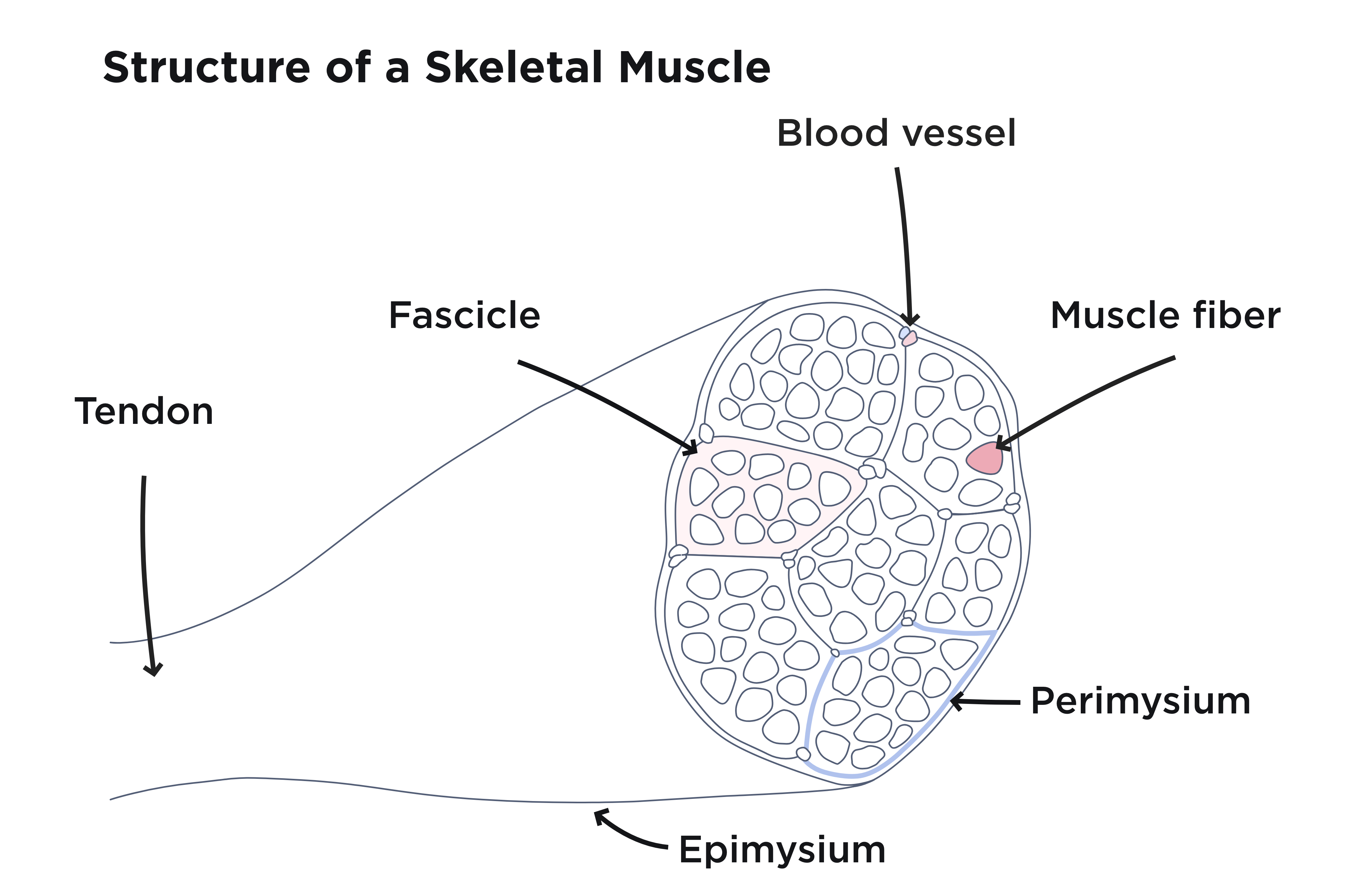Muscle mass management
